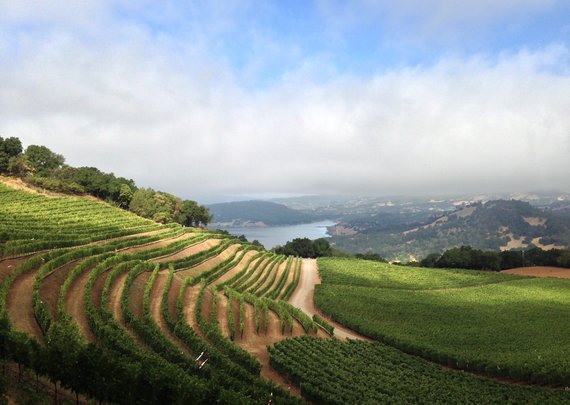 Estate Vineyard